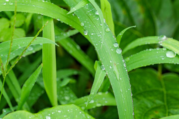 Green weeds with drops from rainfall