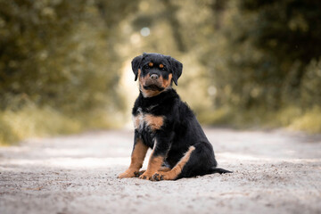 Gorgeous 11 week old Rottweiler puppy sitting in the forest