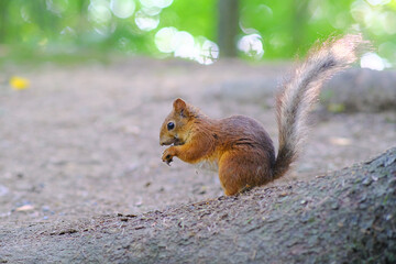 A squirrel is sitting in a tree house. Nibbles on nut kernels.