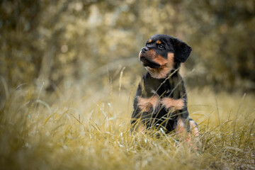 Portrait of a sitting Rottweiler puppy