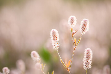 Obraz premium Fluffy flowers of Trifolium arvense in the field 