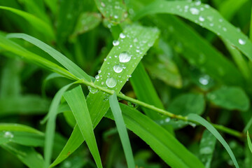 Green weeds with drops from rainfall