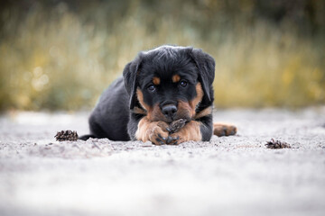 Rottweiler puppy with a pine cone held between his paws