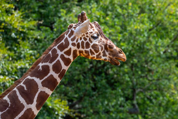 A giraffe against a tree background