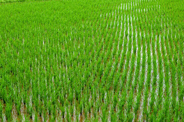 Rice planted to fill a paddy field