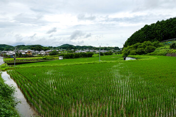 Fototapeta na wymiar Midsummer, a view of an agricultural village where rice is grown