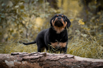 Rottweiler puppy standing in green