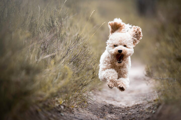 Happy jumping small poodle running in the forest