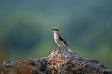 Cute bird the great grey shrike on stone