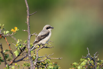 Cute bird the great grey shrike on tree branch