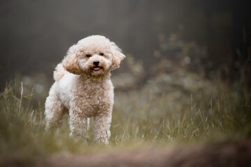 Beautiful apricot poodle standing in the forest