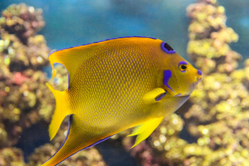 exotic yellow fish in the water in the aquarium among the marine flora