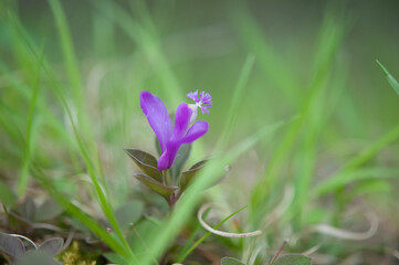 Fringed Polygala