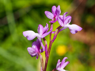 Orchid (Orchis langei)
