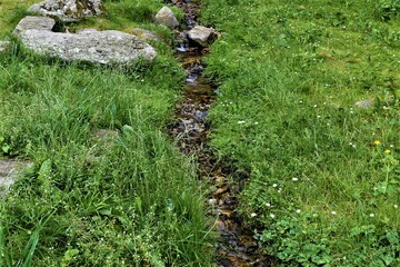 Strumyk górski  © merko