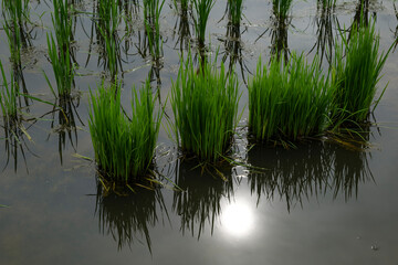 A summer evening, a paddy field glowing in the setting sun