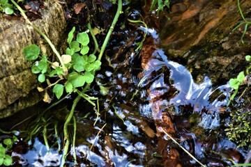 Strumyk górski  © merko