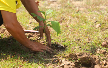 People planting trees in the forest.
