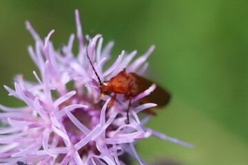Kleiner Käfer auf Blume