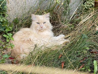 Schöner Kater liegt im Gras