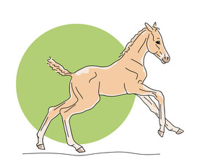 Newborn foal is full of energy