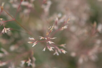 Grashalme