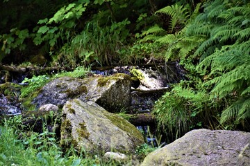 Strumyk górski  © merko