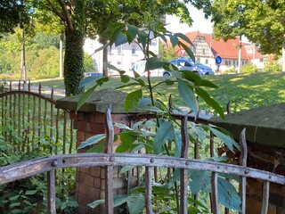 Verrosteter Eisenzaun mit Spitzen nach oben mit Pflanzen bewachsen dahinter Auto Geb&auml;ude