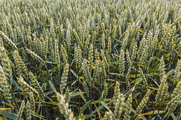 Rye, barley, rapeseed, prepared in Latvian fields