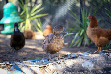 Ducks and chickens in poultry yard with yucca plants in the background