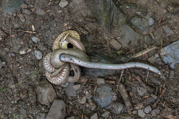 Smooth snake (Coronella austriaca)