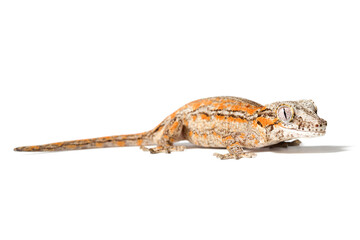 Orange striped Gargoyle gecko isolated on a white background