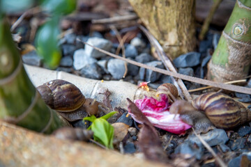 A family of tropical snails eats a flower petal in the thicket. close-up