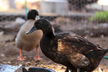 Domestic ducks drinking from automatic water bowl. 