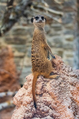 meerkat on the lookout