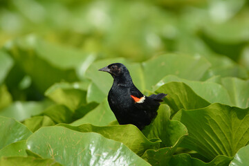 Male Rid winged blackbird perched in lily pads
