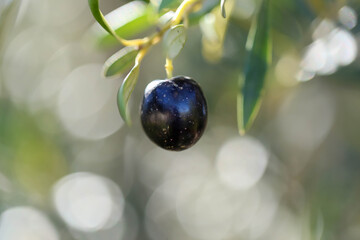 Close up of olive growing on a tree with beautiful natural bokeh. 