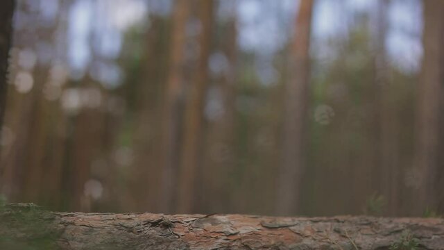 a very small and cute border collie puppy was jumping over a tree