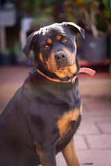 Portrait of beautiful black and tan rottweiler with red collar sitting. Female British origin breed.