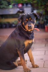 Portrait of beautiful black and tan rottweiler with red collar sitting. Female British origin breed.