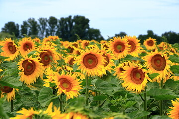 Fototapeta premium Endless field of yellow sunflowers