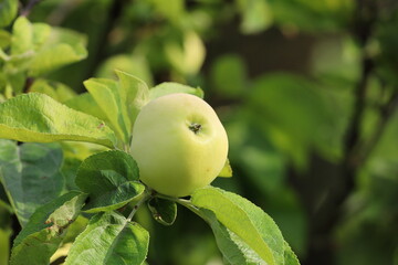 green apple on a branch, Poland