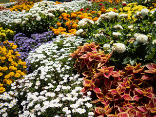 Colorful garden with flowers of different species