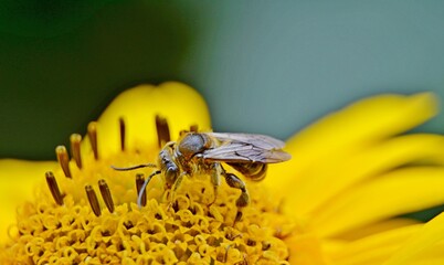 owad i kwiat © Krzysztof