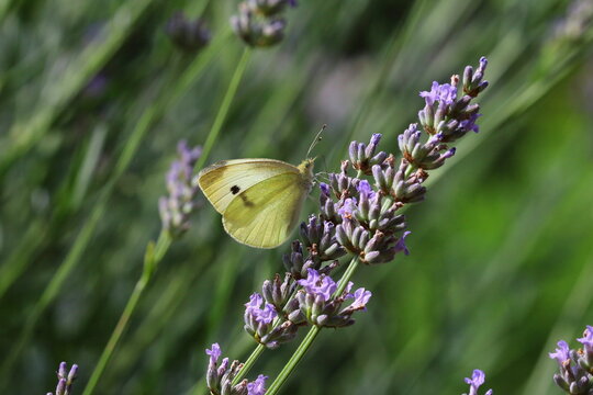 butterfly on lavender flower, macro photo