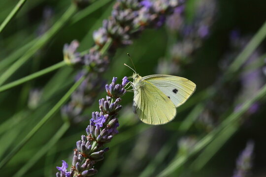 butterfly on lavender flower, macro photo