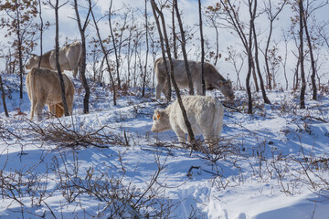 Cows at the mountain with snow