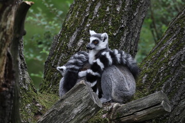 Fototapeta premium lemur on tree