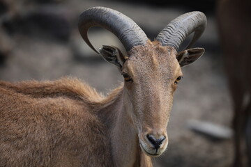 close up of a male of a mountain goat