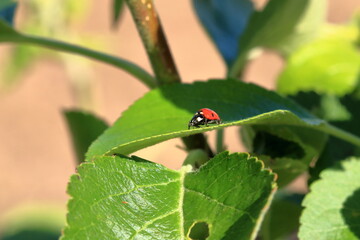 Ladybird in garden, close up